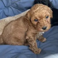 Little boy, a male Poodle - Toy  and Poodle - Miniature  for sale in Lakewood, WI – 1 of 8
