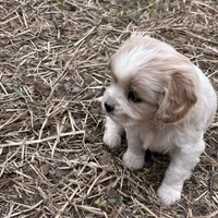 Enzo, a male Cavapoo and Cavalier King Charles Spaniel for sale in Lakewood, WI – 2 of 5