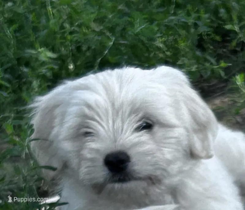 Sweetie  – Maltese puppy for sale in Lakewood, WI