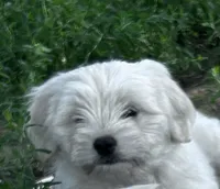 Sweetie , a female Maltese for sale in Lakewood, WI – Photo 1 of 3