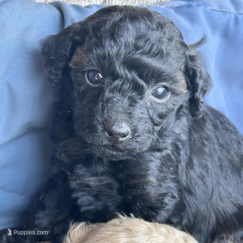 Marcie – Poodle - Toy , Poodle - Miniature  puppy for sale in Lakewood, WI
