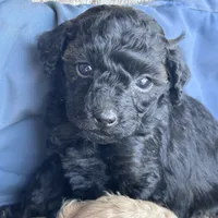 Marcie, a female Poodle - Toy  and Poodle - Miniature  for sale in Lakewood, WI – 1 of 7