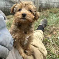 Beautiful sable girl, a female Yorkshire Terrier and Morkie for sale in Lakewood, WI – 2 of 10