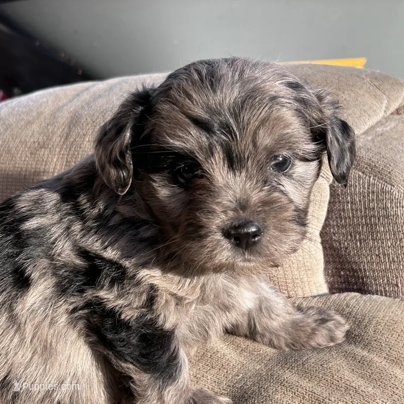 Henry – Cavapoo puppy for sale in Lakewood, WI