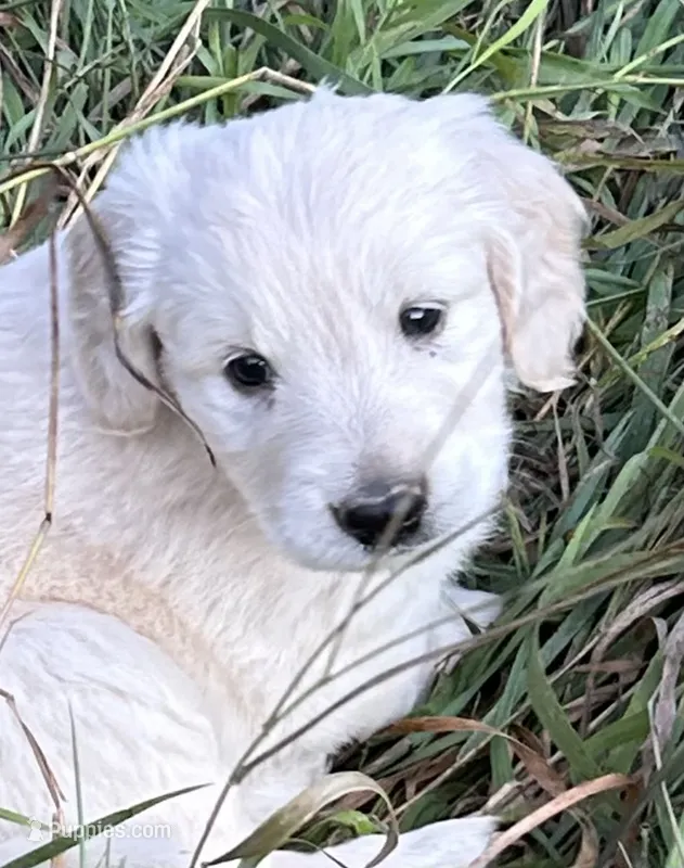 Small boy – Golden Retriever, Miniature Golden Retriever puppy for sale in Lakewood, WI