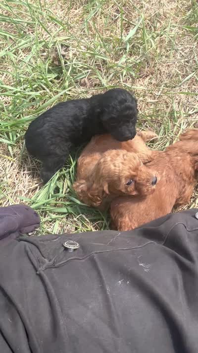 Marcie, a female Poodle - Toy  and Poodle - Miniature  for sale in Lakewood, WI – 4 of 7