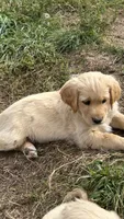 Daisey, a female Miniature Golden Retriever and Miniature Goldendoodle for sale in Lakewood, WI – 2 of 4