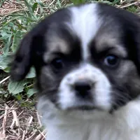 Angle, a female Cavapoo for sale in Lakewood, WI – 1 of 5