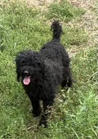 Pregnant  AKC 4 year old, a female Poodle - Miniature  for sale in Lakewood, WI – 2 of 3