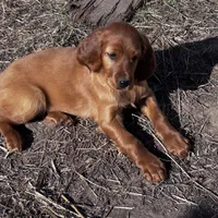 Little girl, a female Irish Setter for sale in Lakewood, WI – 3 of 5