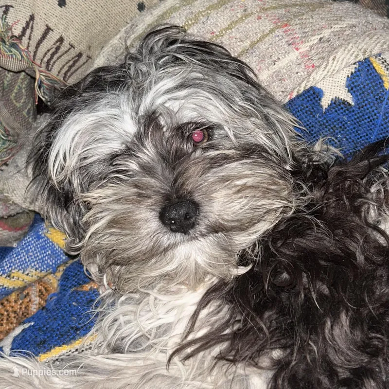 Cuddles – Cavapoo puppy for sale in Lakewood, WI