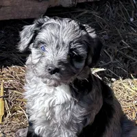 Cuddles, a female Cavapoo for sale in Lakewood, WI – Photo 1 of 7