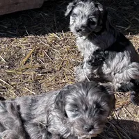 Cuddles, a female Cavapoo for sale in Lakewood, WI – Photo 3 of 7