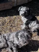 Cuddles, a female Cavapoo for sale in Lakewood, WI – Photo 3 of 7