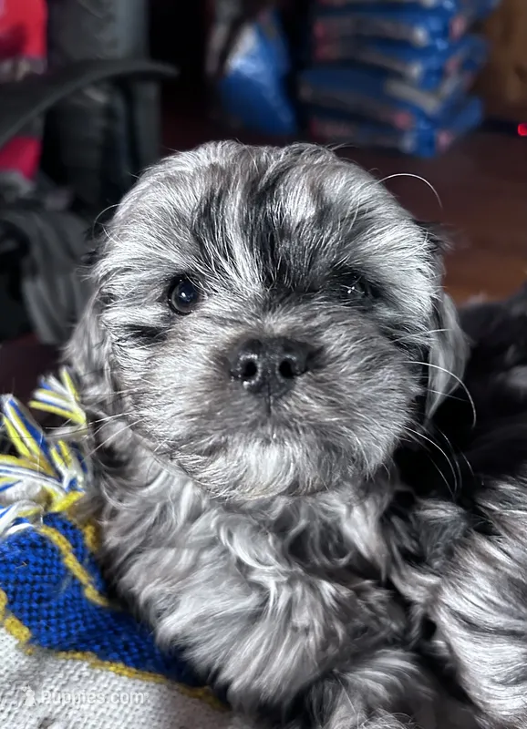 Cuddles, a female Cavapoo for sale in Lakewood, WI – 1 of 5