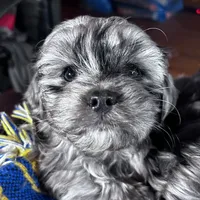 Cuddles, a female Cavapoo for sale in Lakewood, WI – Photo 2 of 7