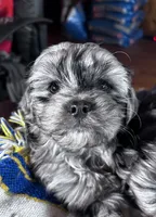 Cuddles, a female Cavapoo for sale in Lakewood, WI – Photo 2 of 7