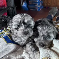 Cuddles, a female Cavapoo for sale in Lakewood, WI – Photo 5 of 7