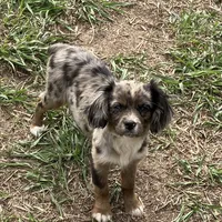 Cuddles, a female Cavapoo for sale in Lakewood, WI – Photo 6 of 7
