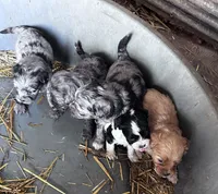 Cuddles, a female Cavapoo for sale in Lakewood, WI – Photo 7 of 7