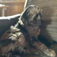 Cuddles, a female Cavapoo for sale in Lakewood, WI – Photo 4 of 7