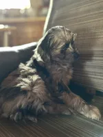 Cuddles, a female Cavapoo for sale in Lakewood, WI – Photo 4 of 7