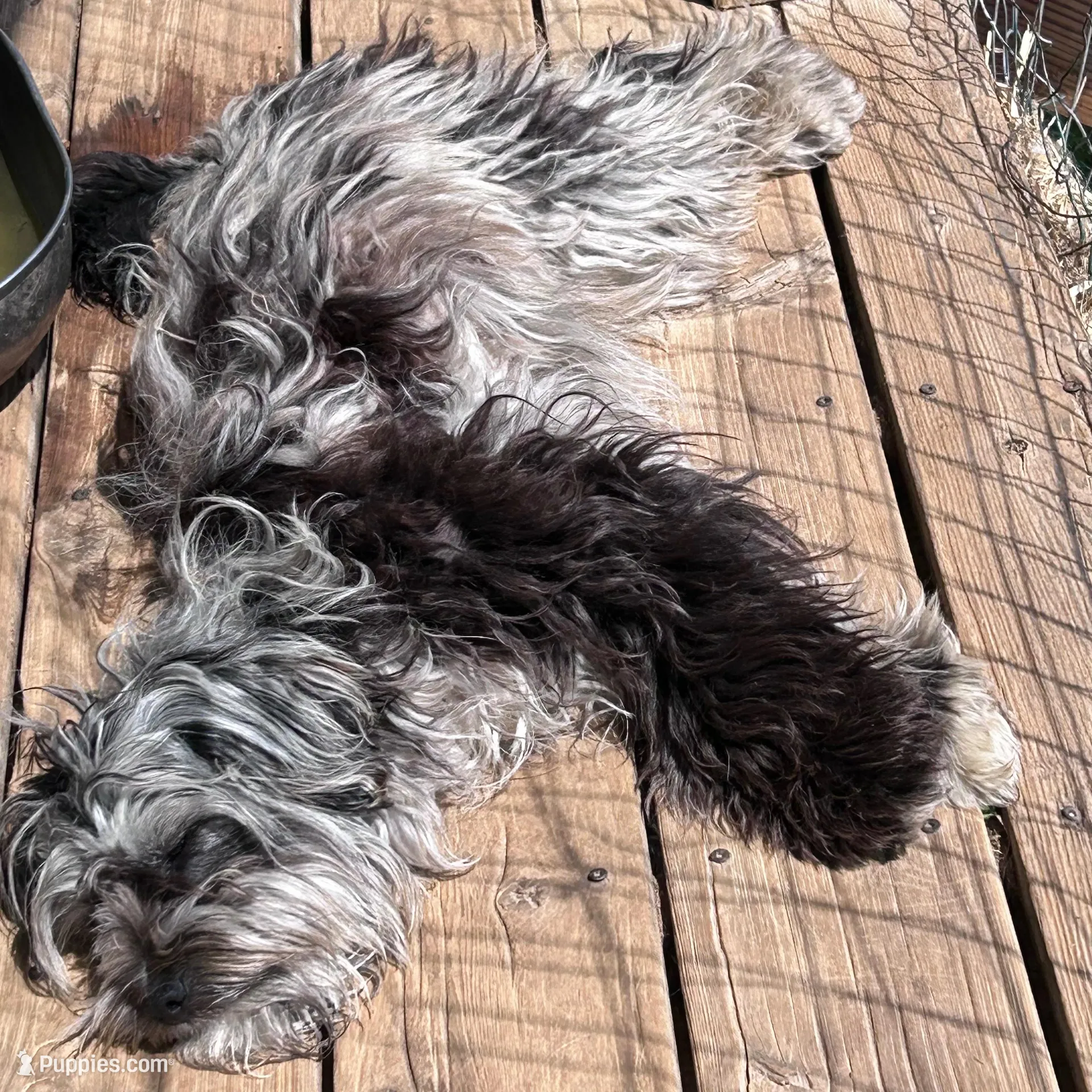 Cuddles, a female Cavapoo for sale in Lakewood, WI – 5 of 5