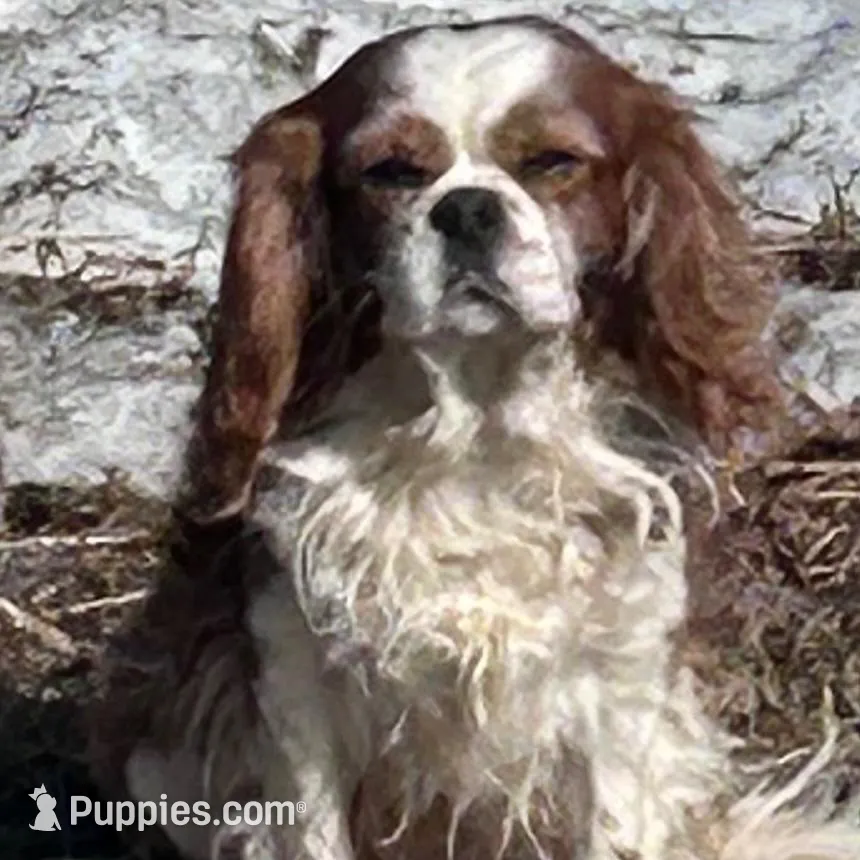 Quality girl, a female Cavalier King Charles Spaniel for sale in Lakewood, WI – Photo 2 of 2