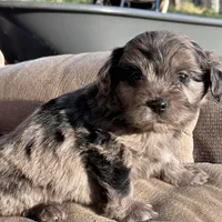 Henry, a male Cavapoo for sale in Lakewood, WI – 2 of 5