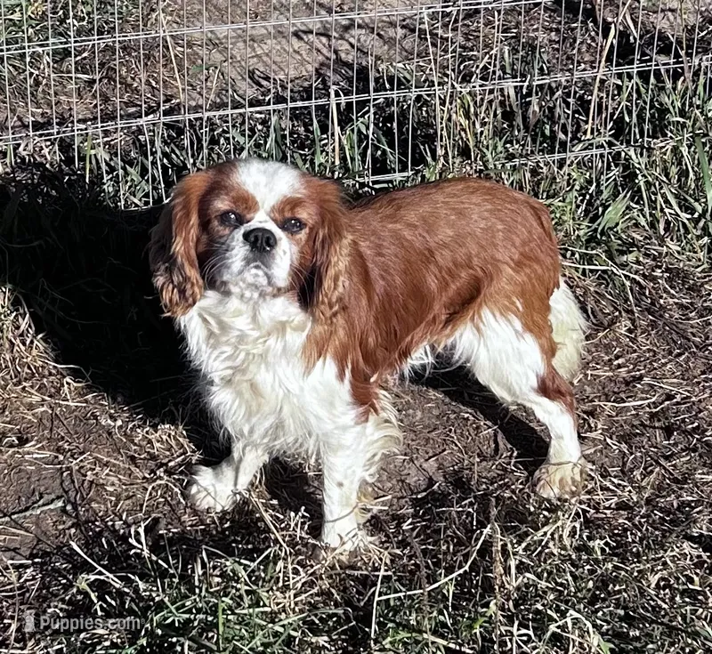 Marcus – Cavalier King Charles Spaniel puppy for sale in Lakewood, WI