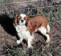 Marcus, a male Cavalier King Charles Spaniel for sale in Lakewood, WI – 1 of 2