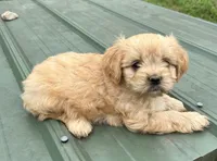 Tiny boy, a male Cavapoo for sale in Lakewood, WI – 2 of 3