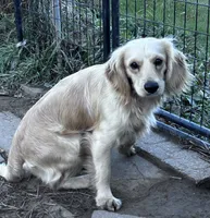 Tiny girl, a female Miniature Golden Retriever for sale in Lakewood, WI – 4 of 5