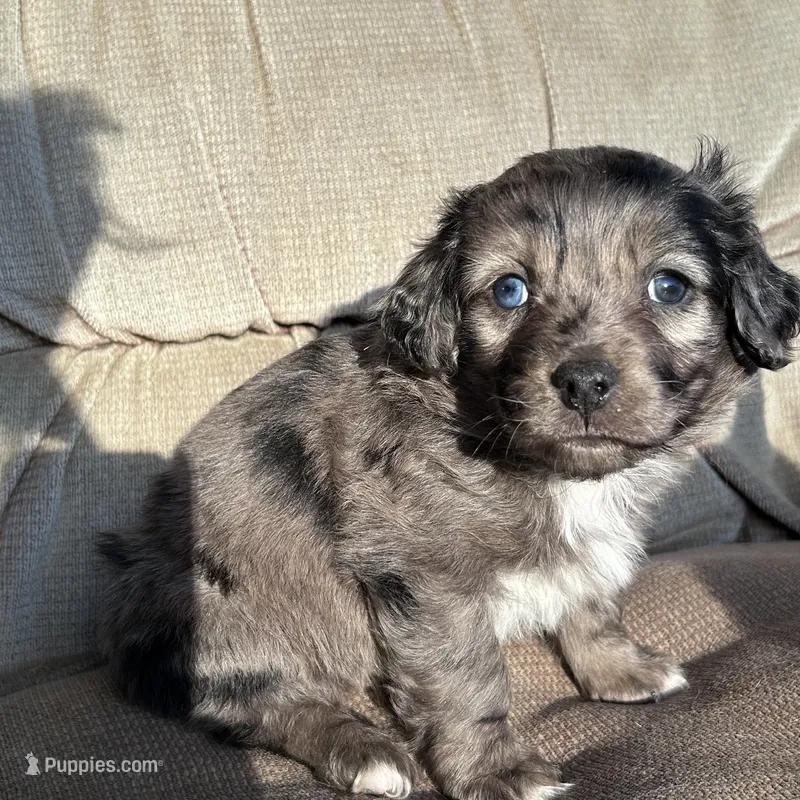 Henry – Cavapoo puppy for sale in Lakewood, WI