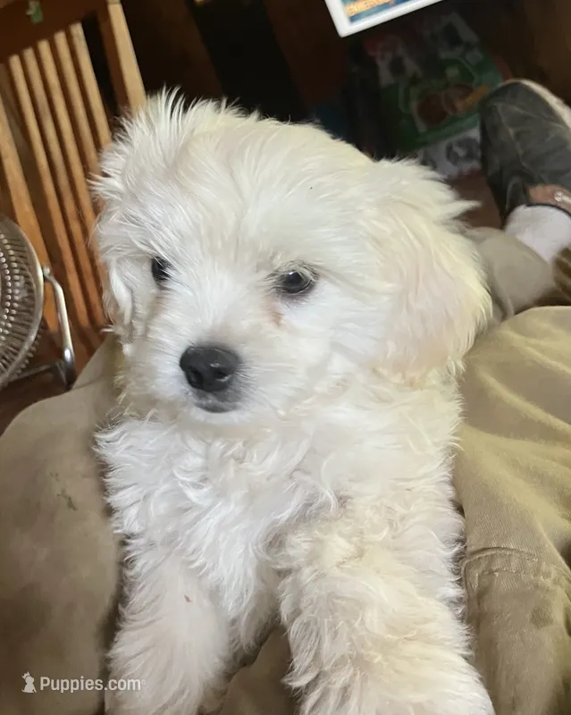 Bailey – Maltipoo, Maltese puppy for sale in Lakewood, WI