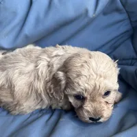 Small girl, a female Poodle - Toy  and Poodle - Miniature  for sale in Lakewood, WI – 2 of 6
