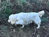 Toy sized boy, a male English Cream Golden Retriever and Miniature Golden Retriever for sale in Lakewood, WI – 4 of 5