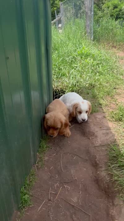 Maggie, a female Miniature Golden Retriever for sale in Lakewood, WI – 5 of 5