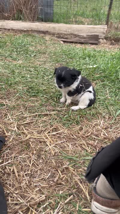 Sweetie , a female Cavapoo for sale in Lakewood, WI – 8 of 9