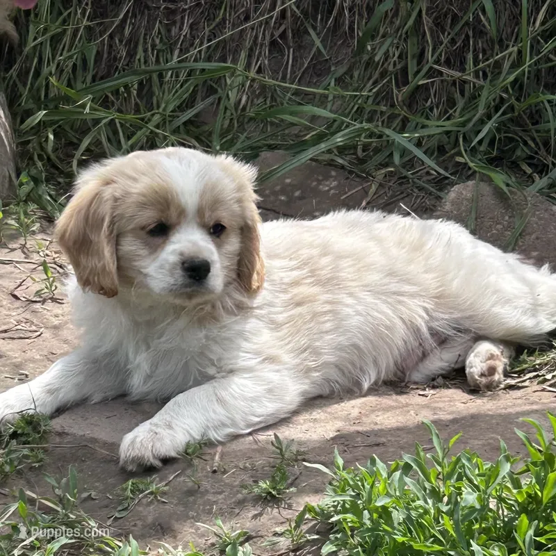 Enzo – Cavapoo, Cavalier King Charles Spaniel puppy for sale in Lakewood, WI