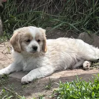 Enzo, a male Cavapoo and Cavalier King Charles Spaniel for sale in Lakewood, WI – 1 of 6