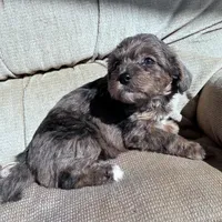 Merle boy, a male Morkie for sale in Lakewood, WI – Photo 3 of 5