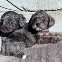 Merle boy, a male Morkie for sale in Lakewood, WI – Photo 2 of 5