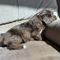 Merle boy, a male Morkie for sale in Lakewood, WI – Photo 1 of 5