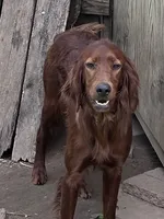1 year old girl , a female Irish Setter for sale in Lakewood, WI – 2 of 4