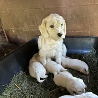 Toy size , a female English Cream Golden Retriever and Miniature Golden Retriever for sale in Lakewood, WI – 6 of 7