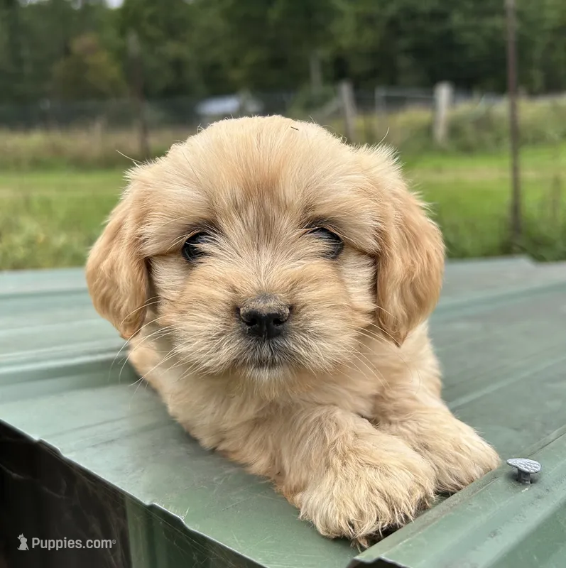Tiny boy – Cavapoo puppy for sale in Lakewood, WI