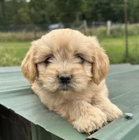 Tiny boy, a male Cavapoo for sale in Lakewood, WI – 1 of 3