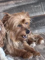 Mindy, a female Yorkshire Terrier for sale in Lakewood, WI – 2 of 5