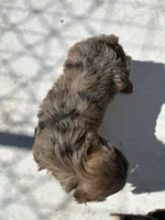 Beautiful rare tri colored red merle, a female Yorkshire Terrier and Morkie for sale in Lakewood, WI – 4 of 7